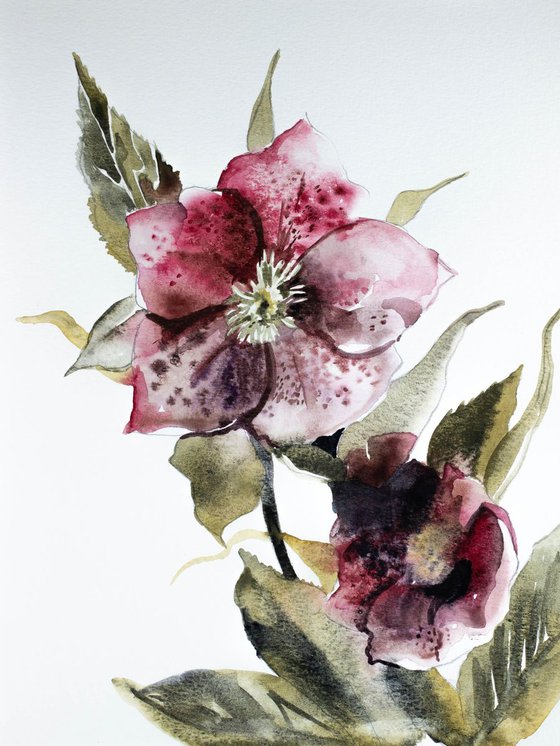 Hellebore No. 7