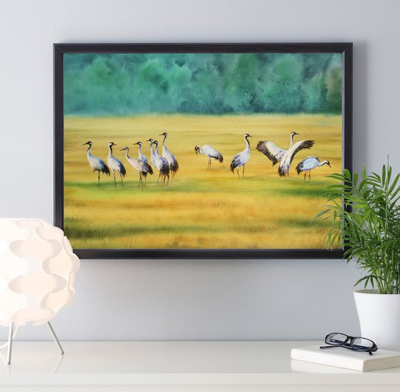 Red-crowned cranes walk in the mown fields