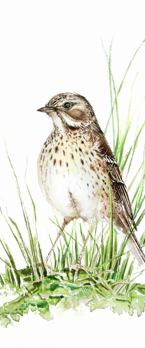 Meadow pipit,  birds, wildlife watercolours by Karolina Kijak