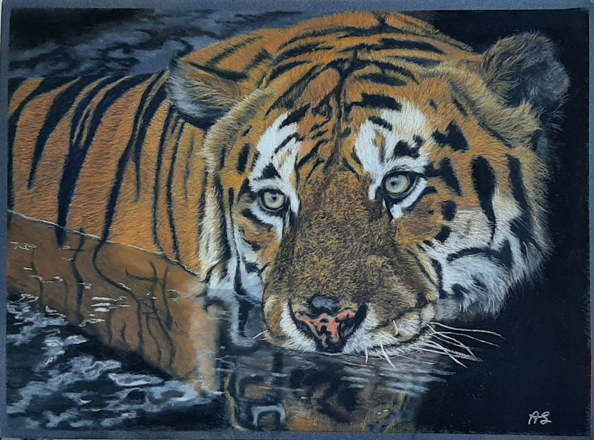 Photorealistic Animal Pastel Drawing By Anne Shaughnessy, 15 X 12, Tiger, Original Artwork
