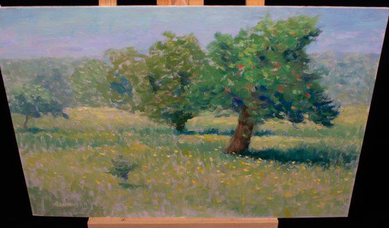 Wild apple Trees in field