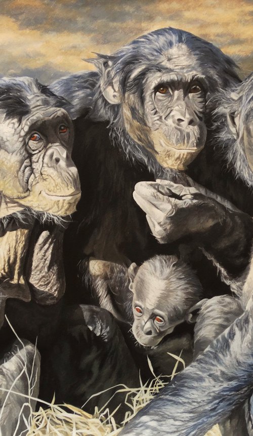 Four generations,Chimpanzees by Julian Wheat