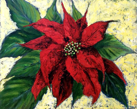 Joy Poinsettia