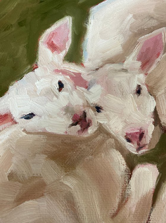 Two lambs