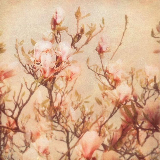 Vintage magnolia