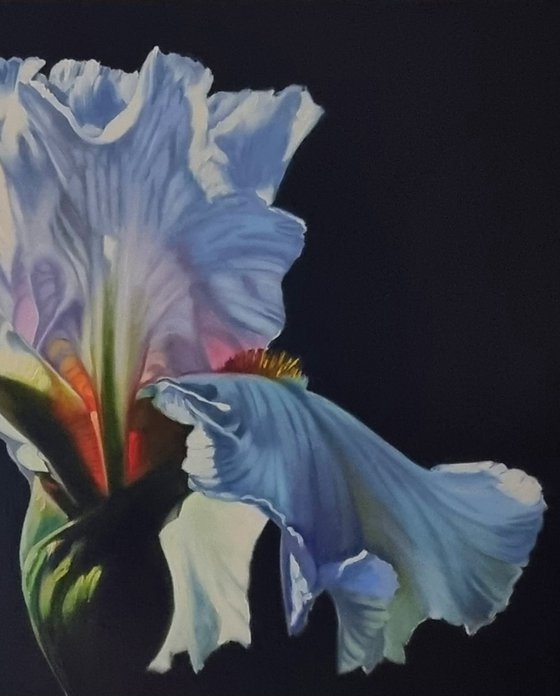 "Morning iris." flowers iris fotorealistic 2021