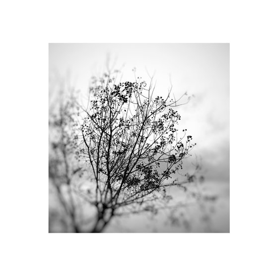 Triptych of Autumn