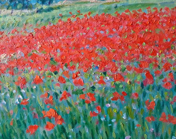 field of poppies in Provence