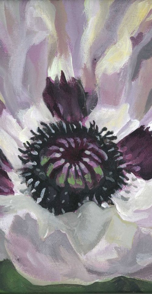 white poppy by Alfred  Ng
