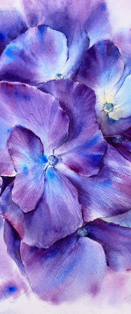 Galaxy of hydrangeas by Leyla Kamliya