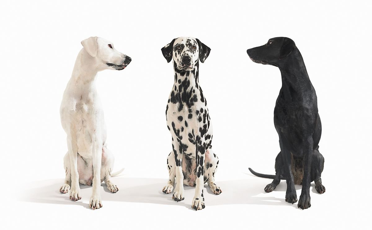 Photorealistic Animal Photograph By Gandee Vasan, 23 X 17, Best Of Both Worlds, Original Artwork