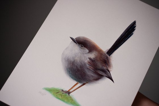 Superb Fairywren - Bird Portrait