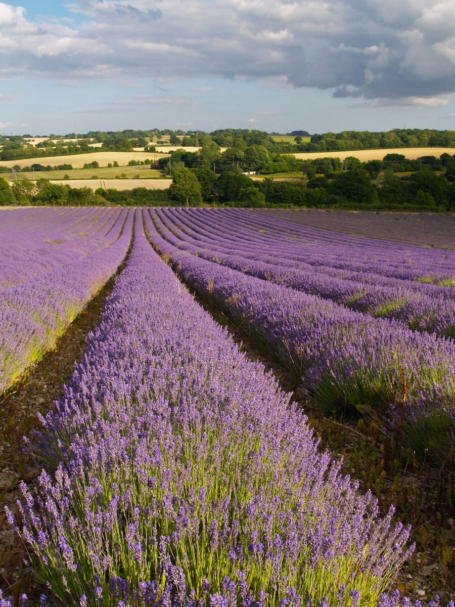 Photorealistic Botanical Photograph By Alex Cassels, 19 X 24, Evening Lavender, Original Artwork