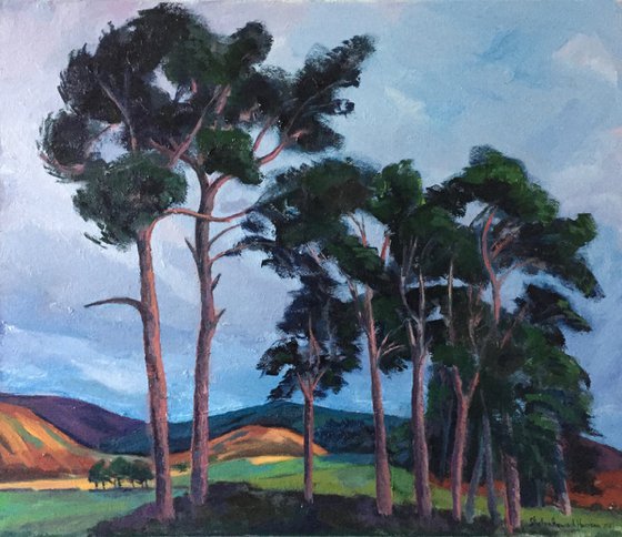'Scots Pine trees near Moffat, Scottish Borders'