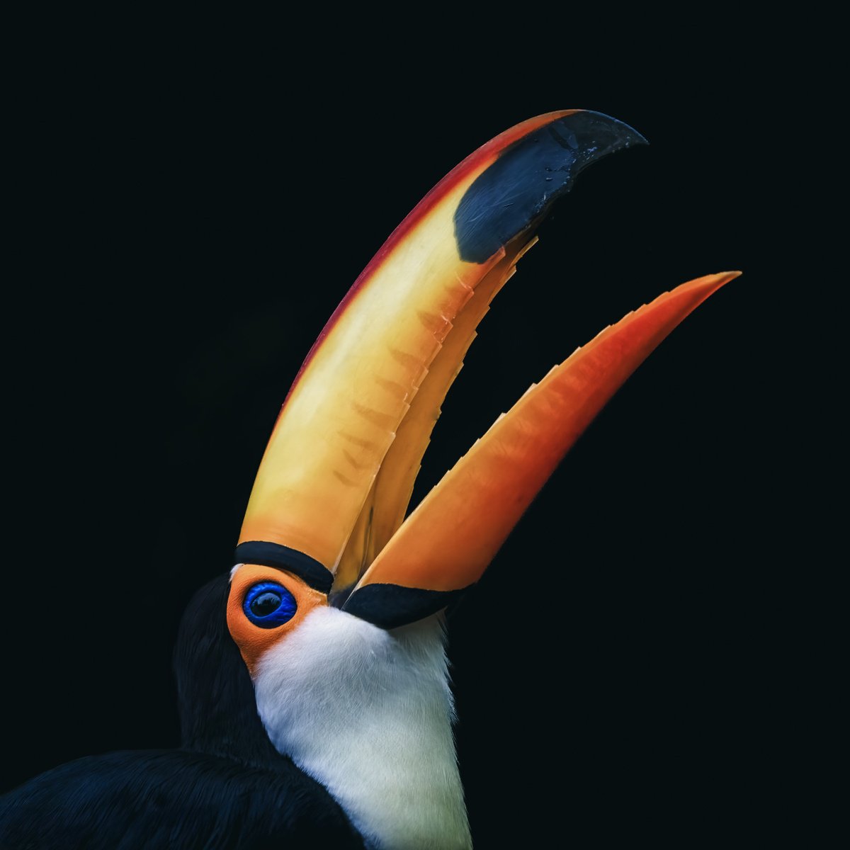 Animal Photograph By Paul Nash, 24 X 24", Toco Toucan, Original Artwork