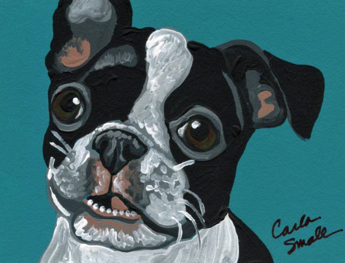 Boston Terrier by Carla Smale