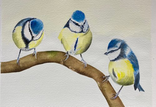 Blue tits on branch by Maxine Taylor