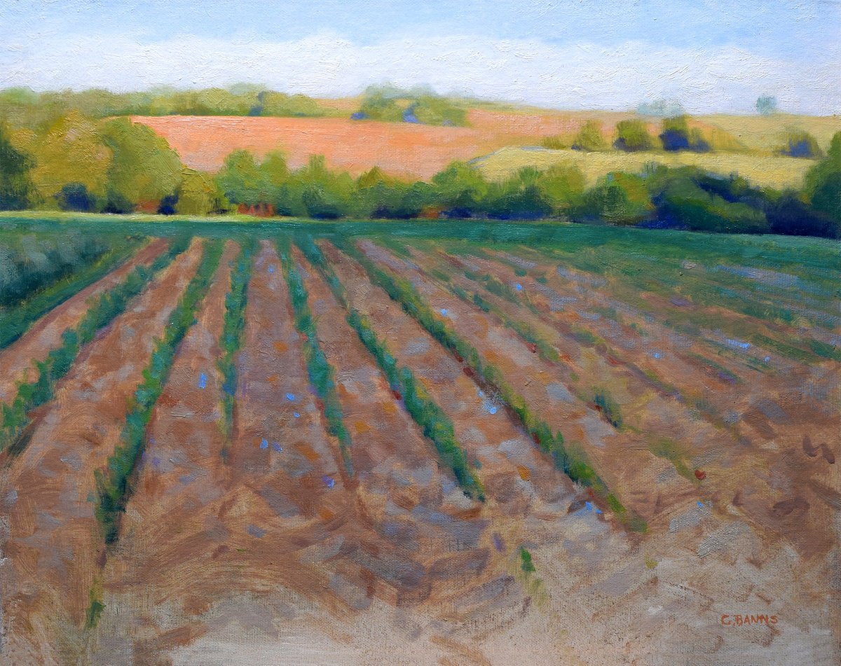 Impressionistic Landscape Oil Painting By Gav Banns, 16 X 13, Impressionist Field As The Sun Begins To Set, Original Artwork