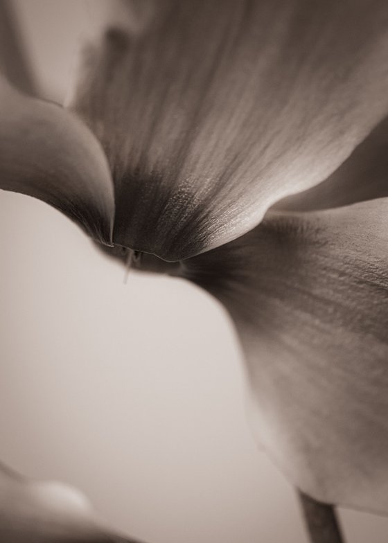 Cyclamen III