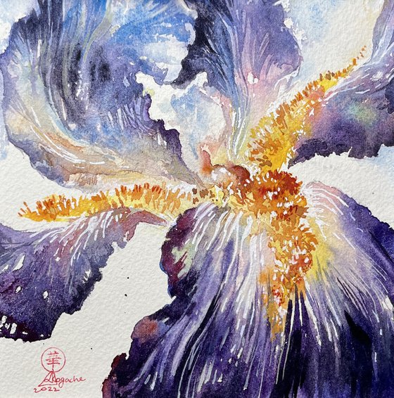 Iris #5