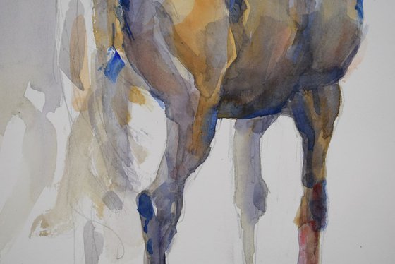 Horse study 8