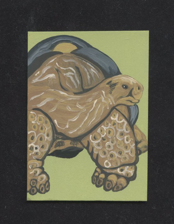 ACEO ATC Original Painting Galapagos Tortoise Wildlife Art-Carla Smale