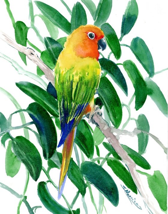 Sun Conure Parrot on the Hoya