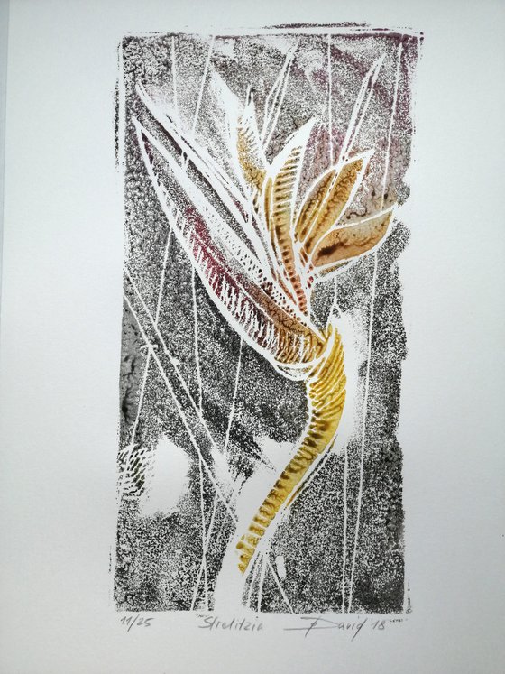 bird of paradise flower - Monotype 11