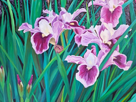 Japanese Iris