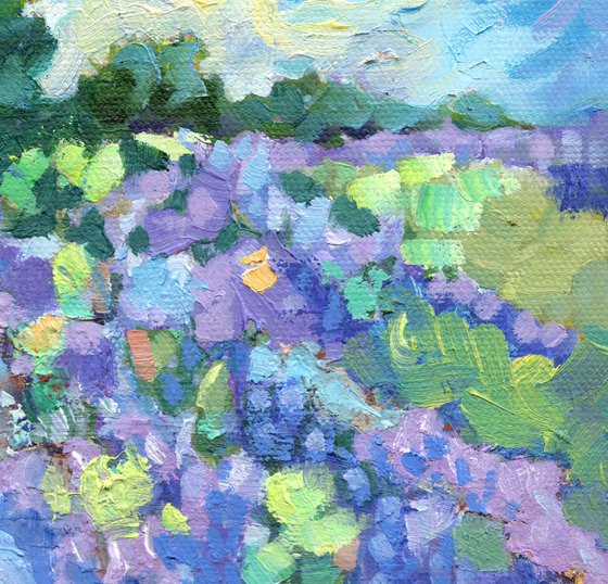 Lavender Landscape - Norfolk