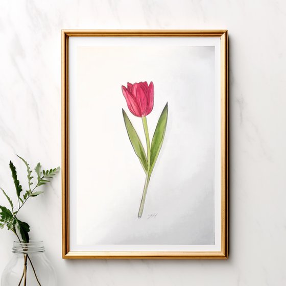 Pink tulip