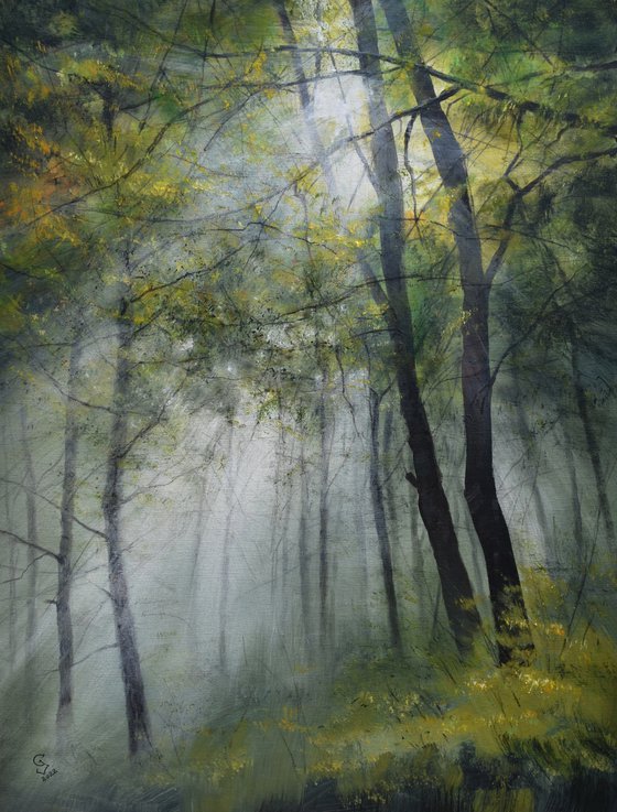 " Sun beams in the foggy  forest "