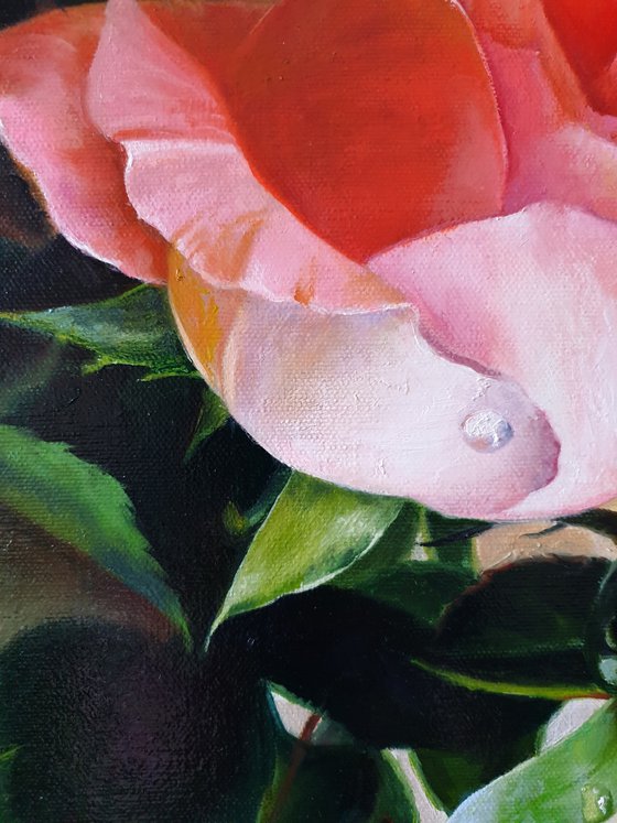 "Dew on the petals." rose painting 2021