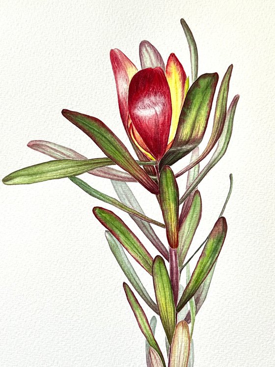 Leucadendron