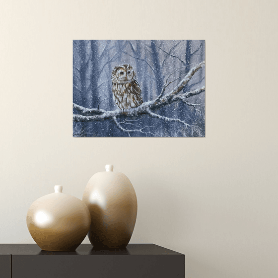 Tawny Owl Winter scene