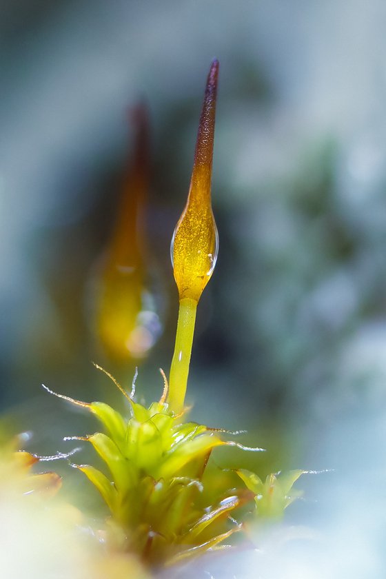 Forest’s Mossy Soul - master edition