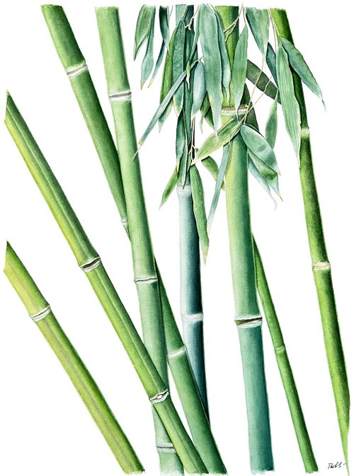 Calming bamboo by Tetiana Kovalova