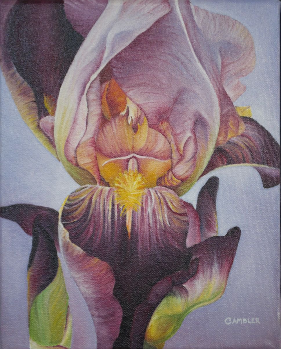 Purple Iris - Framed Oil Painting by Charlotte Ambler