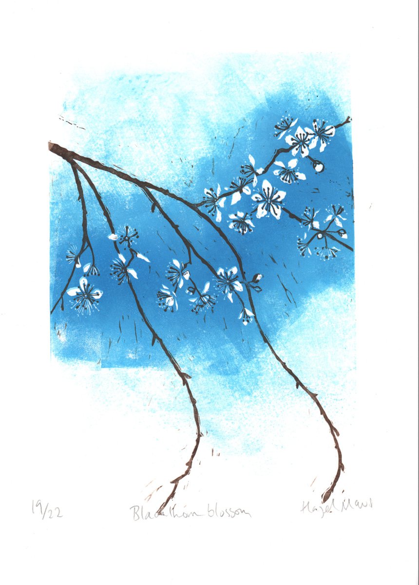 Blackthorn blossom No.19/22 by Hazel McNab