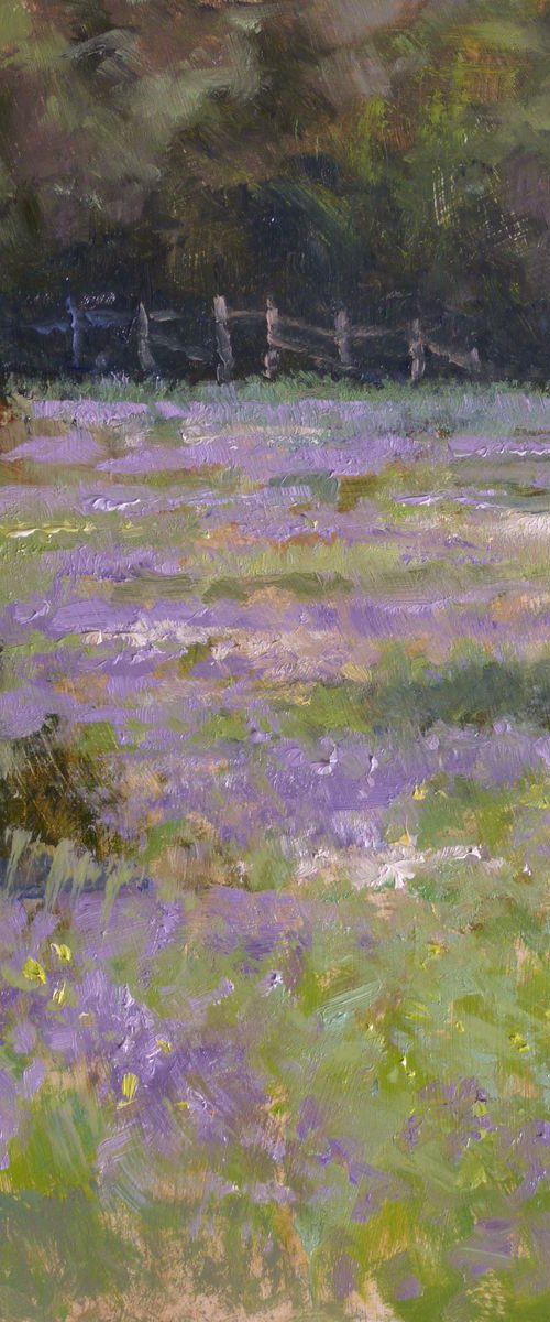 Field near Apt by Pascal Giroud