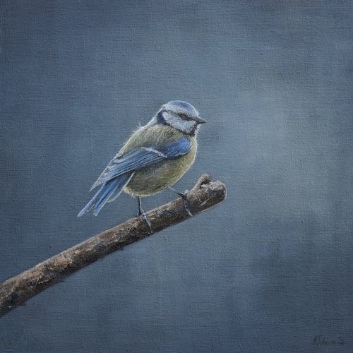 Morning Blue Tit in the Garden by Alex Jabore