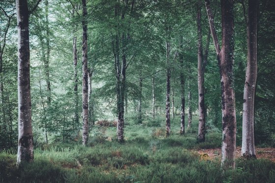 Beech Trees