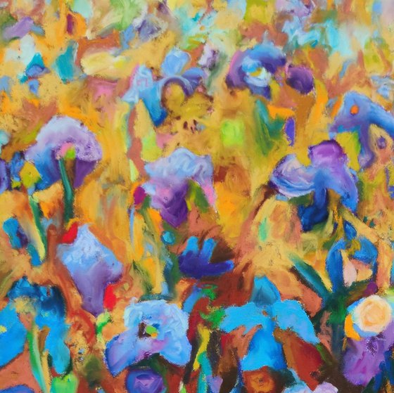 Blue Iris Fields