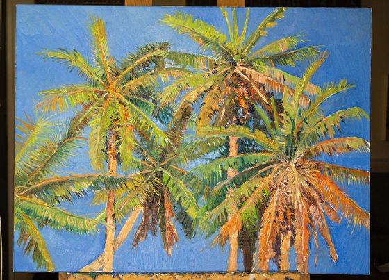 Coconut Palms