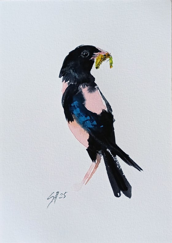 Rosy Starling III