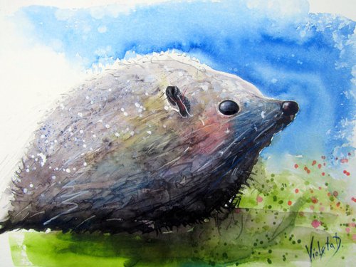 Hedgehog by Violeta Damjanovic-Behrendt