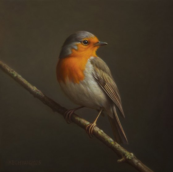 European Robin