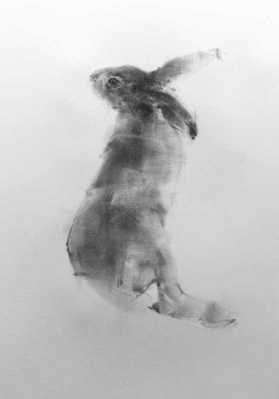 resting hare