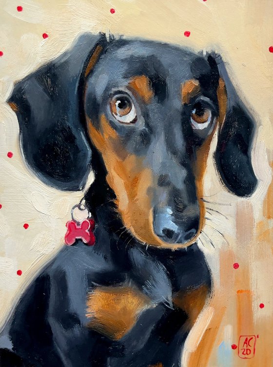 Dachshund