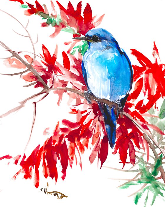 mountain Bluebird and berries